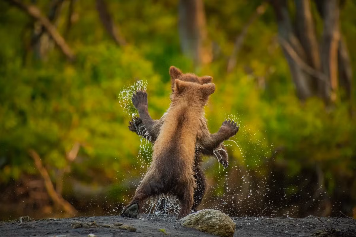 Hai chú gấu nâu con đang nô đùa trông như đang khiêu vũ ở bán đảo Kamchatka của Nga. Tác phẩm chụp bởi nhiếp ảnh gia Andy Parkinson cũng nhận giải Highly Commended.