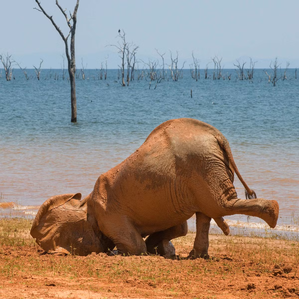 Nhiếp ảnh gia Vicki Jauron bắt trọn khoảnh khắc chú voi châu Phi ngã sấp mặt trong lúc chơi đùa cạnh một hồ nước ở Công viên Matusadona, Zimbabwe. Tác phẩm đã thắng giải "Hạng mục đầu tư".