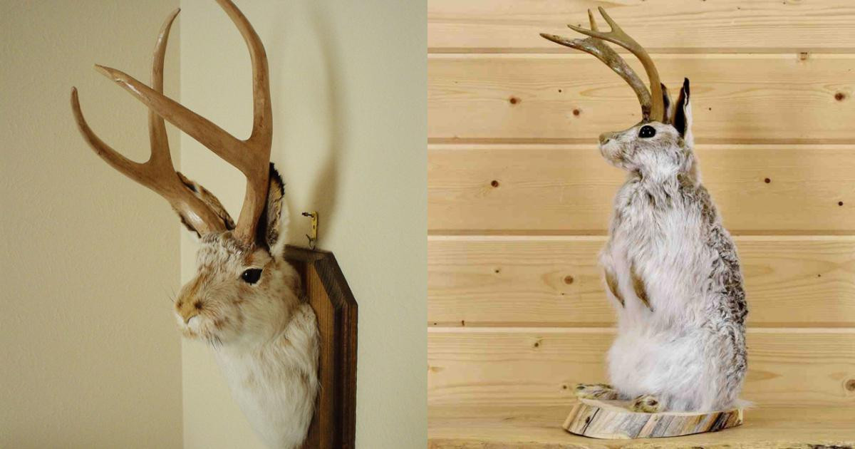 7. Jackalope – Thỏ mọc sừng. Những câu chuyện về loài thỏ mọc sừng này xuất hiện rất nhiều từ thế kỷ 17. Ngày nay, nó được xem là linh vật huyền thoại của bang Wyoming ở Mỹ.