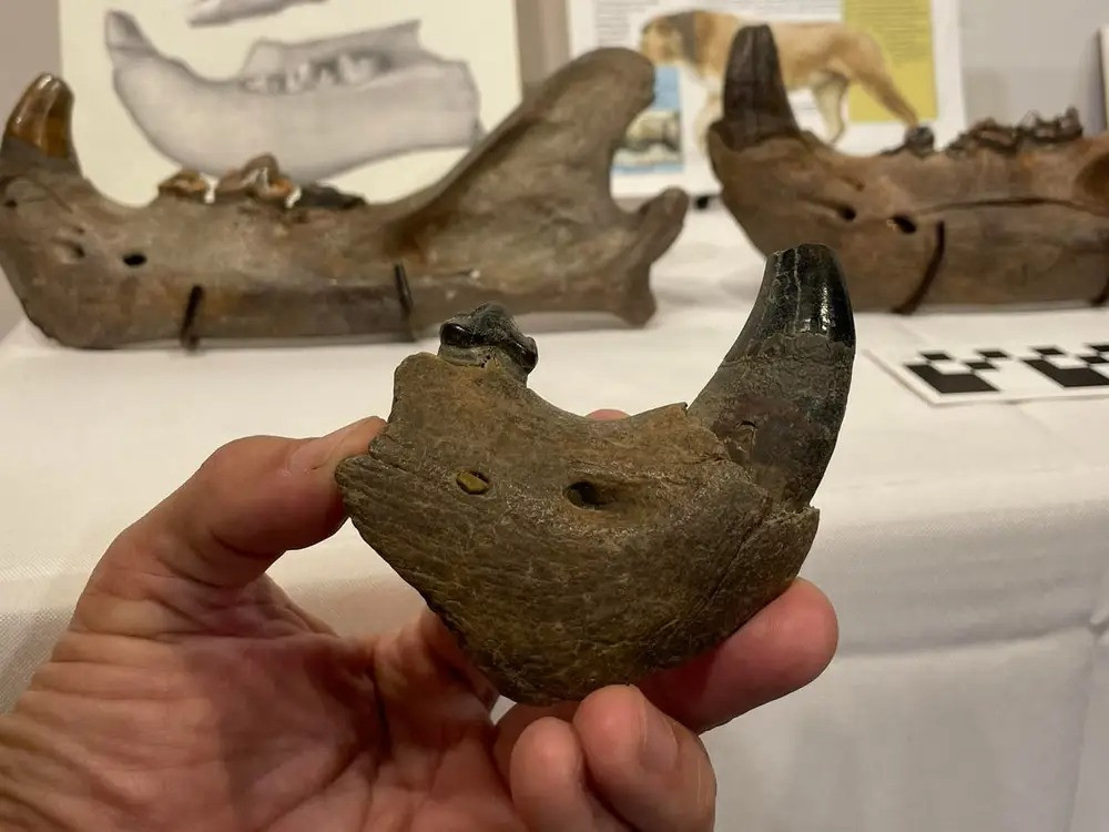 Các nhà nghiên cứu tin rằng đây là loài mèo lớn nhất trên lục địa với chiều dài gần 8 feet (2,4 mét), cao 4 feet (1,2 mét) và có thể nặng tới 454kg, theo Dịch vụ Công viên Quốc gia.