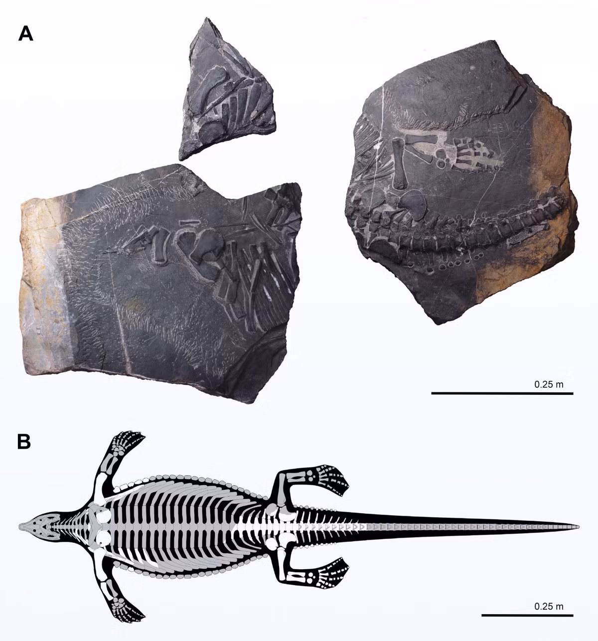 Các nhà nghiên cứu đã mô tả P. yingzishanensis có thể đạt chiều dài khoảng 5 feet (1,5 mét) và được bao phủ bởi osteoderms - các vảy và tấm xương được tìm thấy ở nhiều loài bò sát, khủng long có giáp và đuôi chuột.