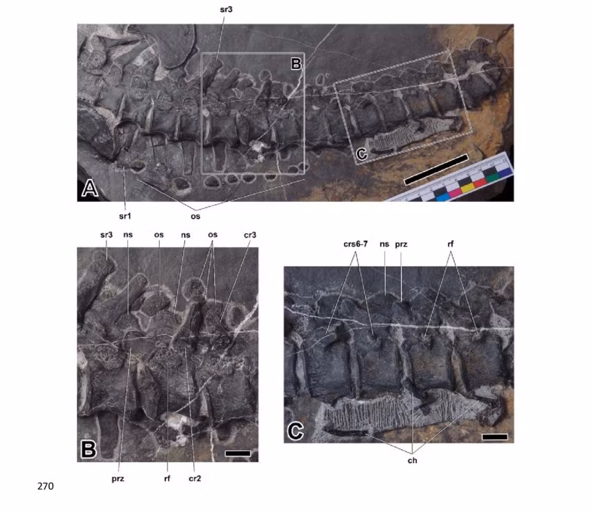 Đây có thể là "một trong những loài bò sát biển lớn nhất" sống trong hệ sinh thái của nó vào thời điểm đó, theo tác giả chính của nghiên cứu Andrzej Wolniewicz, nhà cổ sinh vật học tại Đại học Công nghệ Hefei ở Trung Quốc và Viện Hàn lâm Khoa học Ba Lan.