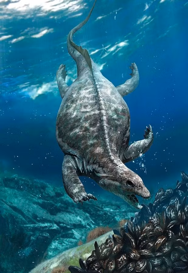 Sự đa dạng của "áo giáp" trên cơ thể trên tất cả các nhóm bò sát này cũng cho thấy lớp vảy xương của chúng là chìa khóa giúp chúng sống trong các môi trường nước nông, Wolniewicz chia sẻ.