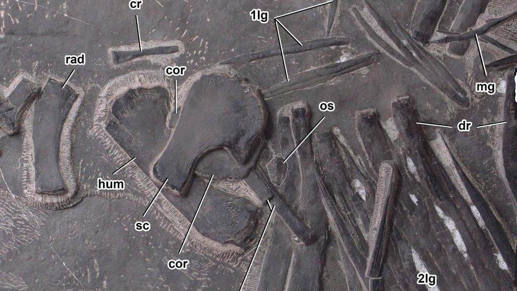 P. yingzishanensis thuộc họ Saurosphargidae, một nhóm bò sát biển cổ đại có giáp với các xương sườn lưng mở rộng khiến chúng có vẻ ngoài vạm vỡ hơn nhiều so với các loài bò sát biển khác. (Sauorsphargidae là sự kết hợp của các từ tiếng Hy Lạp có nghĩa là "thằn lằn", "sauros", và "sphargis" là rùa da).