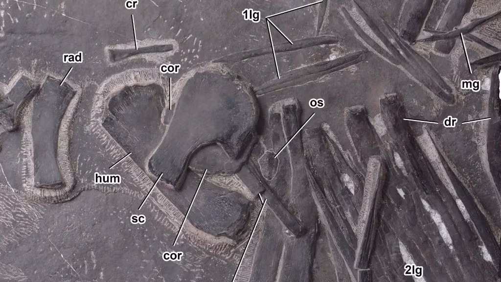 P. yingzishanensis thuộc họ Saurosphargidae, một nhóm bò sát biển cổ đại có giáp với các xương sườn lưng mở rộng khiến chúng có vẻ ngoài vạm vỡ hơn nhiều so với các loài bò sát biển khác. (Sauorsphargidae là sự kết hợp của các từ tiếng Hy Lạp có nghĩa là "thằn lằn", "sauros", và "sphargis" là rùa da).