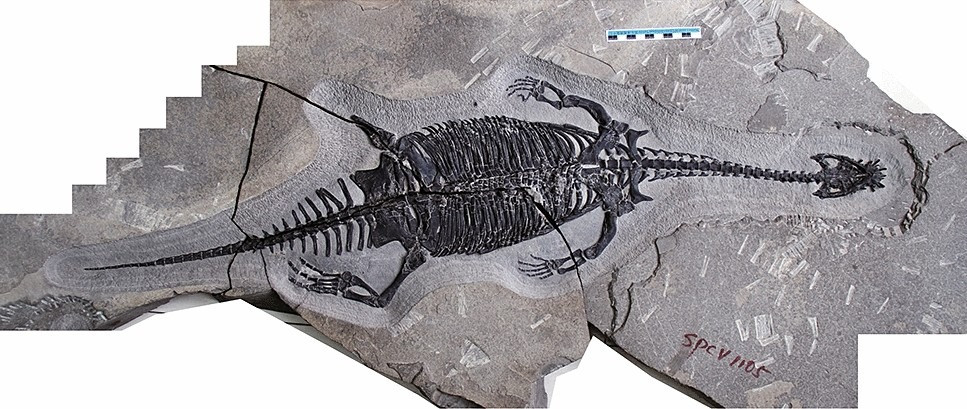 Tuy nhiên, các nhà nghiên cứu đã lưu ý một số lượng lớn các điểm tương đồng giữa P. yingzishanensis và một số sauropterygians giống plesiosaur, điều này cho thấy hai nhóm có thể có quan hệ họ hàng gần gũi hơn so với quan điểm trước đây. Do đó, các tác giả của nghiên cứu đã đề xuất rằng saurosphargids nên được phân loại lại là một phân nhóm của sauropterygians.