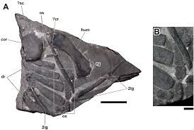 Trước đây, những con Saurosphargids cổ nhất có niên đại từ khoảng 245 triệu năm trước trong thời kỳ Trung Tam Điệp. Các nhà khoa học không biết liệu P. yingzishanensis có phải là tổ tiên trực tiếp của những loài Saurosphargids sau này hay là một dòng dõi riêng biệt.