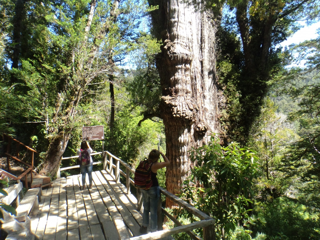 Mô hình cho kết quả ước tính Alerce Milenario khoảng 5.484 năm tuổi với 80% khả năng cây đã sống hơn 5.000 năm, nhiều hơn 1.000 năm so với dự đoán của Barichivich.