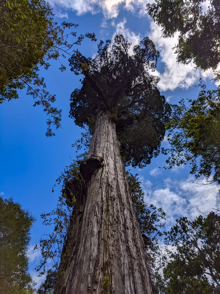 Năm 2022, Barichivich và nhà nghiên cứu Antonio Lara ở Đại học Austral, lấy lõi một phần cây Alerce Milenario bằng máy khoan hình chữ T, giúp lấy những trụ gỗ mỏng mà không làm hại cây. Theo Barichivich, mẫu vật họ thu được có khoảng 2.400 vòng sinh trưởng xếp sát nhau.