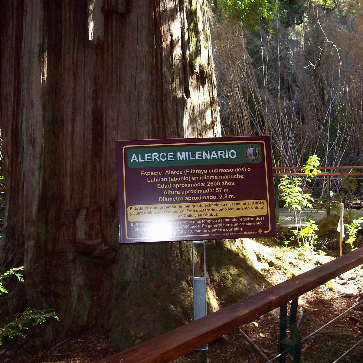 Cây Alerce Milenario nổi bật so với những cây cổ thụ khác ở rừng mưa phía tây thành phố La Union. Ông nội của Barichivich phát hiện cây bách này vào khoảng năm 1972.