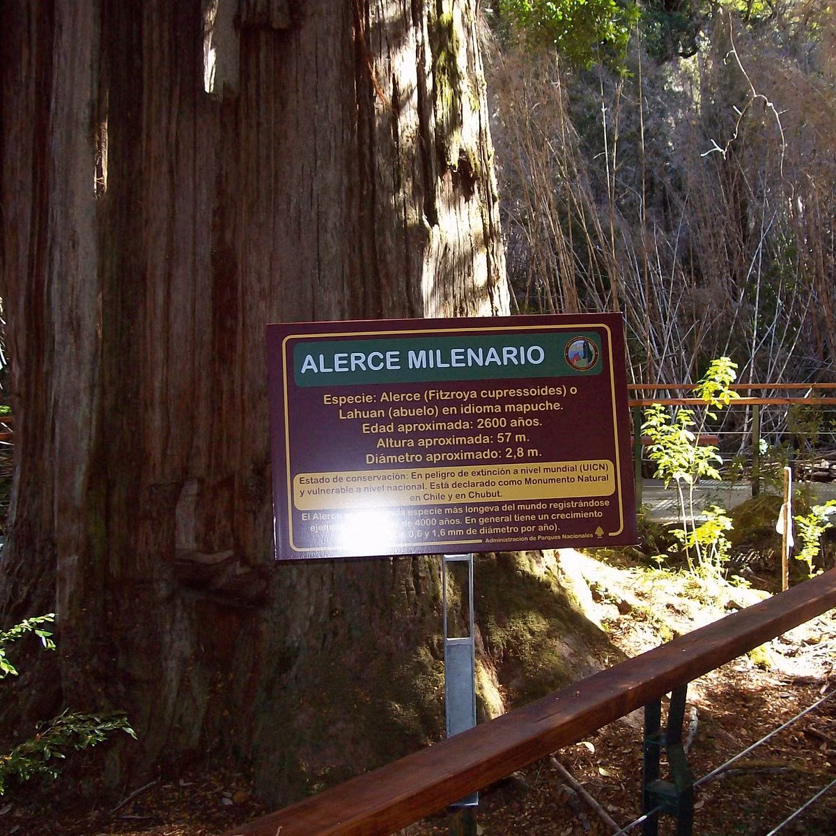 Cây Alerce Milenario nổi bật so với những cây cổ thụ khác ở rừng mưa phía tây thành phố La Union. Ông nội của Barichivich phát hiện cây bách này vào khoảng năm 1972.