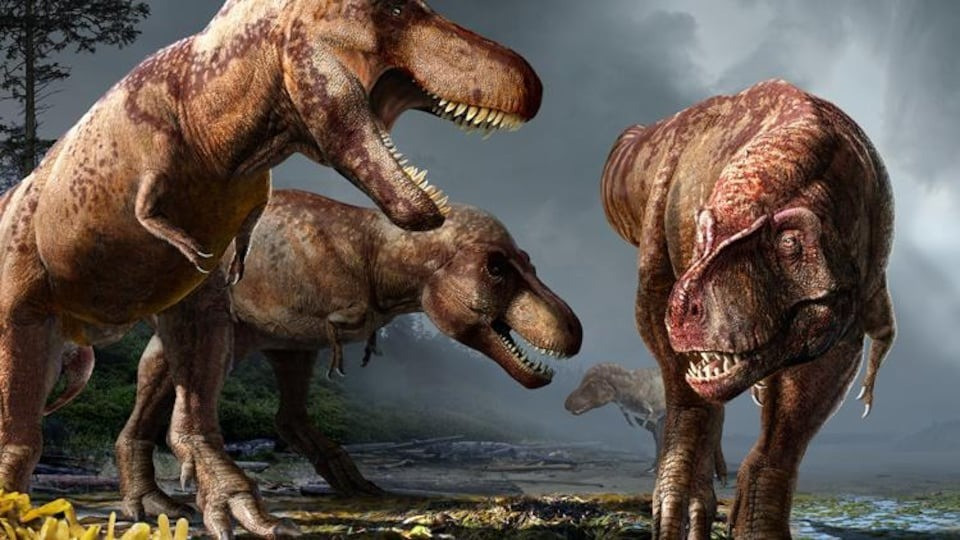 Mô hình tiết lộ rằng mỗi thế hệ T-rex có thể bao gồm khoảng 20.000 cá thể và có khoảng 125.000 thế hệ trong 2,5 triệu năm chúng tồn tại - nghĩa là có tổng cộng 2,5 tỷ T-rex.