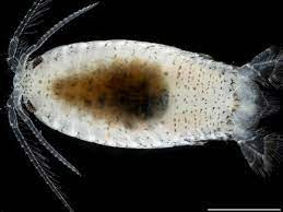 Theo người dân địa phương, loài bọ biển có hình dáng giống tôm chuyên cắn vào mắt cá chân của người dân địa phương đi dạo dọc bờ biển, khiến họ nhảy dựng vì đau đớn.