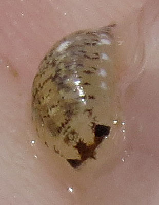 E. chiltoni sống dọc vùng ven biển California và vùng tây bắc Thái Bình Dương thuộc Mỹ và Canada. Người dân có thể bị cắn ở bất kỳ nơi nào chúng tụ tập, dù rất hiếm gặp.