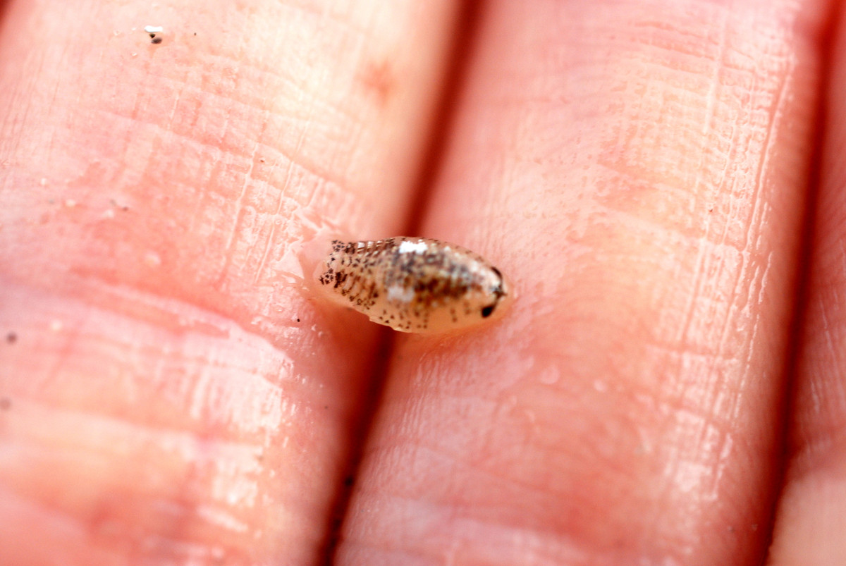 Nhát cắn của chúng gây chảy máu và đau đớn trong vài giờ, nhưng vết thương khá nông và không để lại tổn thương kéo dài, miễn là người bị cắn ý thức được việc mình bị cắn và xử lí vết thương kịp thời.