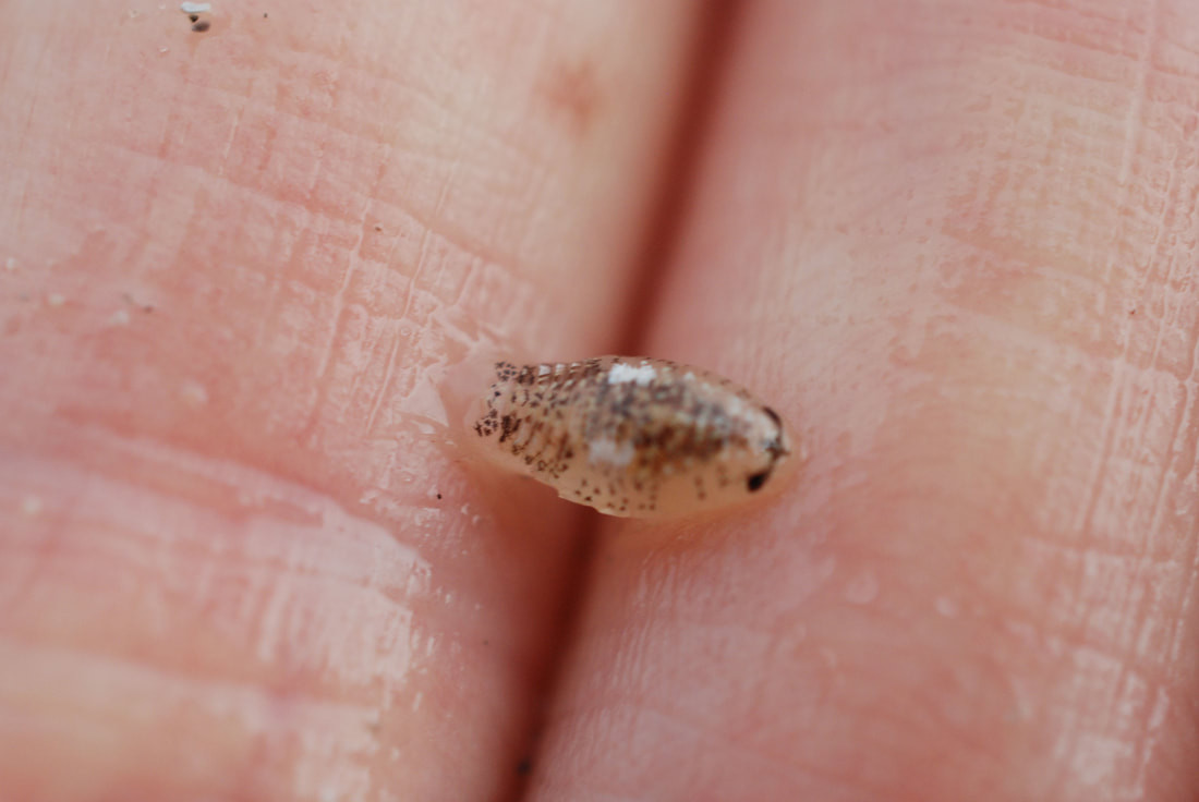 Vào Chủ nhật (28/8/2022), CBS8 San Diego đã đưa tin về sự cố bị cắn trên các bãi biển gần San Diego. Cư dân địa phương Tara Sauvage, người bị cắn bởi một trong những con "cá mập mini" này tại De Anza Cove trong khu vực Vịnh Mission của thành phố, đã mô tả vết thương đến bất ngờ và đau đớn.