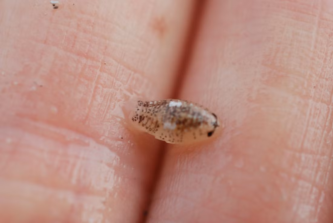 Vào Chủ nhật (28/8/2022), CBS8 San Diego đã đưa tin về sự cố bị cắn trên các bãi biển gần San Diego. Cư dân địa phương Tara Sauvage, người bị cắn bởi một trong những con "cá mập mini" này tại De Anza Cove trong khu vực Vịnh Mission của thành phố, đã mô tả vết thương đến bất ngờ và đau đớn.