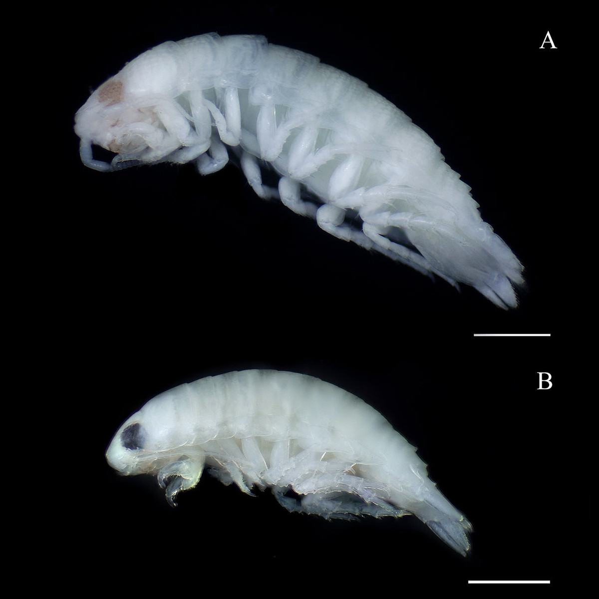 Bọ chân đều dành phần lớn thời gian đào hang dưới cát dọc bãi biển và thường xuất hiện ở vùng nước nông khi thủy triều rút. Khi có cá chết hoặc xác động vật lớn mắc cạn, chúng sẽ nhanh chóng dọn sạch phần thịt bằng bộ hàm nhọn hoắt.