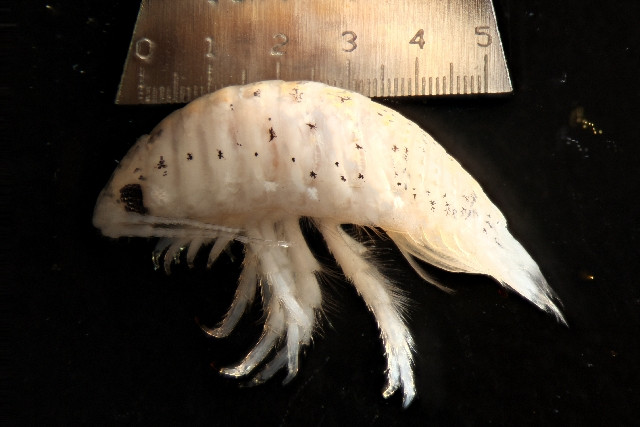 Năm 1993, số lượng bọ E. chiltoni tăng lên đột biến gần bãi biển Newport, California, dẫn tới số trường hợp bị cắn cũng tăng theo. Tuy nhiên, các nhà nghiên cứu vẫn chưa rõ điều gì khiến số bọ E. chiltoni tăng đột ngột.