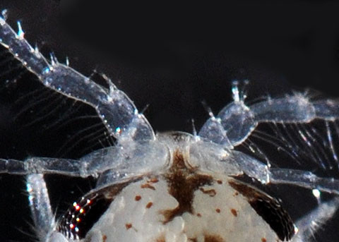 Khả năng ăn thịt nhanh chóng của bọ chân đều gây ra nhiều vấn đề ở trang trại nuôi cá trong lồng. Chúng cũng khiến chuyên gia khó nhận dạng thi thể của nạn nhân chết đuối, theo Đại học Victoria.