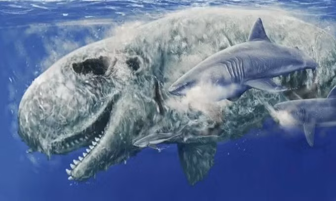 Khi còn tồn tại, siêu cá mập Megalodon là loài khá phàm ăn và “món ăn nhẹ” yêu thích của chúng chính là… mặt cá nhà táng, cụ thể là phần mũi. Trên thực tế, mũi cá nhà táng là món ăn nhẹ phổ biến không chỉ đối với Megalodon mà còn đối với những loài cá mập cổ đại khác.