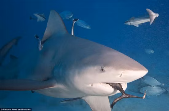 Những vết cắn lớn với dấu răng cưa là điển hình của megalodon, trong khi những vết cắt sâu trông giống như được tạo ra từ một con dao sắc có thể là mako hoặc cá mập cát, những vết hơi nông hơn và răng cưa không đều chủ yếu là do các thành viên của dòng dõi cá mập trắng gây ra.