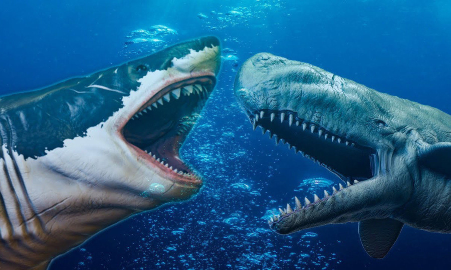 Nhóm đã phát hiện ra các dấu vết trong sáu hộp sọ. Một số chỉ có vài vết cắn, trong khi một số khác có tới 18 lỗ thủng tập trung quanh mặt. Benites-Palomino cho biết: “Bằng cách nào đó, cá mập rất thích ăn phần mũi của cá nhà táng.”