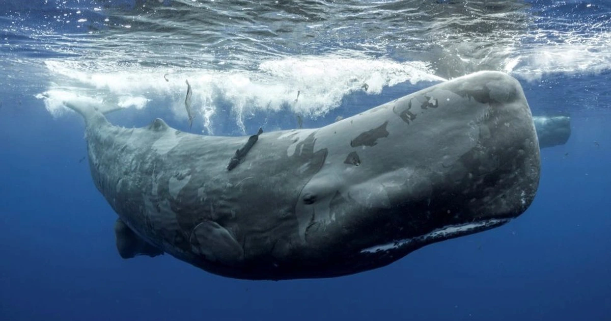 Khi các nhà khoa học ở Peru nghiên cứu một loạt hộp sọ cá nhà táng tuyệt chủng, sống trong cuối thế địa chất Miocen (23 triệu đến 5,3 triệu năm trước, gọi tắt là thế Miocen), họ đã tìm thấy rất nhiều vết cắn do nhiều loài cá mập để lại.