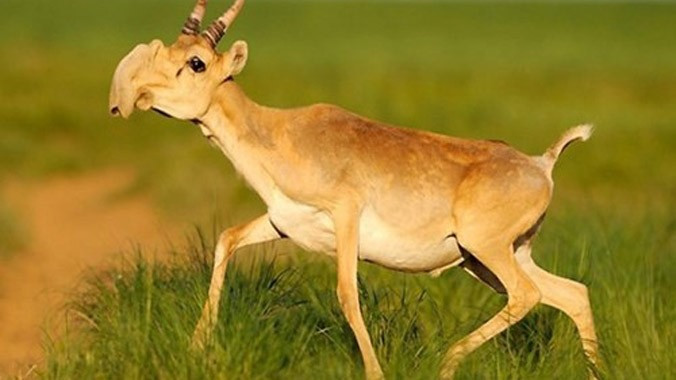 1. Linh dương Saiga. Linh dương Saiga là một loài động vật cực kỳ nguy cấp, từng hiện diện ở khắp các vùng thảo nguyên rộng lớn ở Á-Âu từ dãy núi Karpat và Caucasus tới Dzungaria và Mông Cổ. Hiện nay, chúng chỉ được tìm thấy ở thảo nguyên phía tây bắc Precaspian (thuộc Nga) cùng với Ural, Ustiurt và Betpak (thuộc nước cộng hòa Kazakhstan) và miền Tây Mông Cổ.