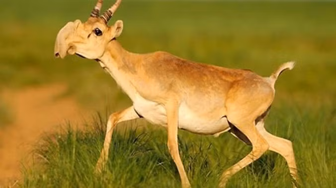 1. Linh dương Saiga. Linh dương Saiga là một loài động vật cực kỳ nguy cấp, từng hiện diện ở khắp các vùng thảo nguyên rộng lớn ở Á-Âu từ dãy núi Karpat và Caucasus tới Dzungaria và Mông Cổ. Hiện nay, chúng chỉ được tìm thấy ở thảo nguyên phía tây bắc Precaspian (thuộc Nga) cùng với Ural, Ustiurt và Betpak (thuộc nước cộng hòa Kazakhstan) và miền Tây Mông Cổ.