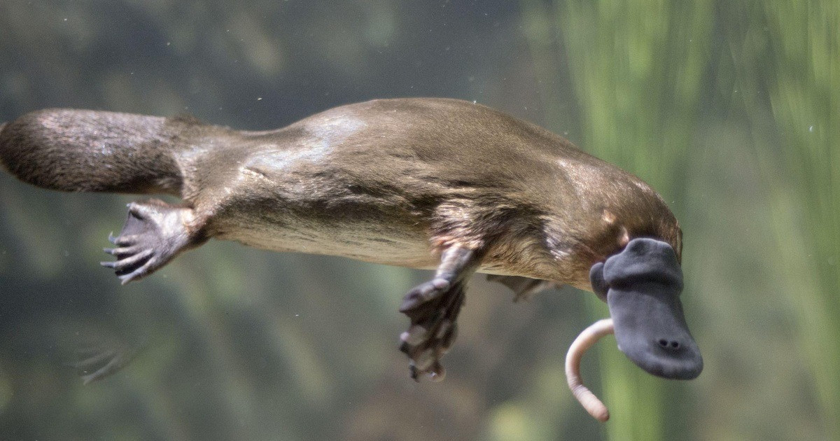 3. Thú mỏ vịt. Loài thú này có chiếc mỏ giống vịt, cựa chân sau tiết nọc độc và cơ thể giống rái cá.