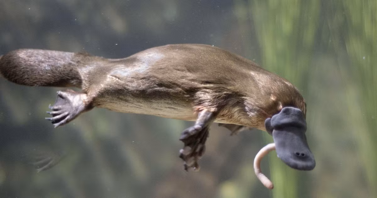 3. Thú mỏ vịt. Loài thú này có chiếc mỏ giống vịt, cựa chân sau tiết nọc độc và cơ thể giống rái cá.