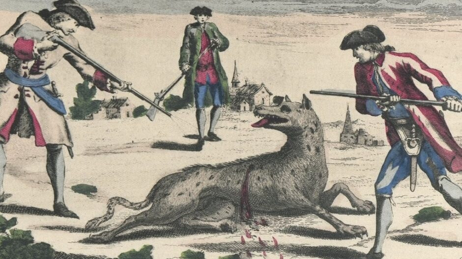 Ngay cả Martin Denneval, một tay săn chó sói nổi tiếng thời đó, cũng không thể đối phó với chúng và tuyên bố: "Chúng không phải là sói, mà là những con thú kỳ quái, hung dữ và rất khôn ngoan!". Cho đến năm 1768, tình hình mới dần yên bình sau khi những con "quái thú" biến mất khi người ta rải rác các mồi chứa chất độc ở những vị trí nghi ngờ.