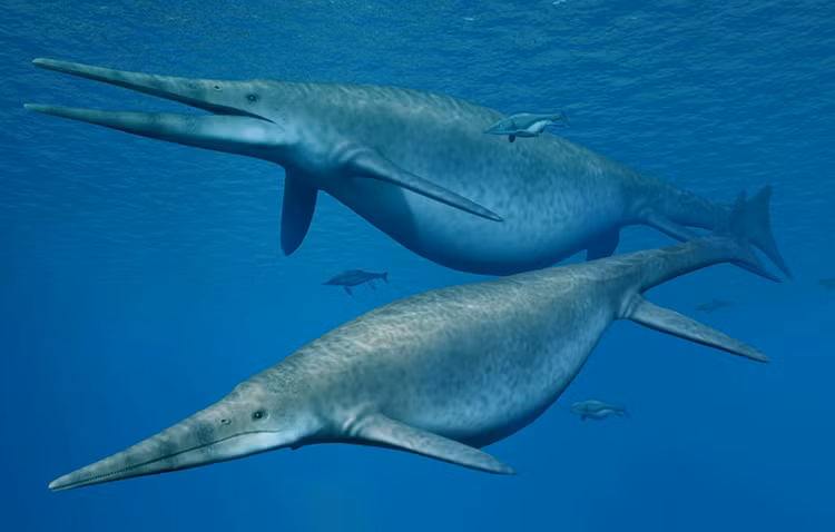 Các nhà khoa học muốn tìm hiểu xem tại sao bộ xương của nó được bảo quản tốt như vậy dù có niên đại cách đây tới 150 triệu năm.