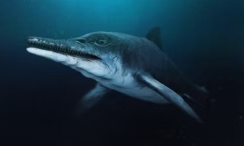 Delsett cùng các cộng sự đã lấy mẫu mô mềm vẫn còn được lưu giữ trong hóa thạch, sau đó xem xét nó qua kính hiển vi điện tử quét và tinh thể học tia X, trong khi xương được quét bằng ánh sáng tia cực tím.