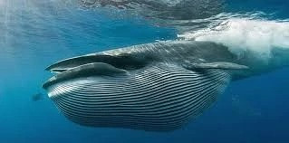 Tuy nhiên, ngay cả khi chính quyền Biden thực hiện các cải cách sâu rộng do các nhà khoa học đề xuất, loài này vẫn phải đối mặt với "con đường rất dài để phục hồi", Hoyt nói. Cho đến nay, chính quyền Biden vẫn chưa phản hồi về bức thư kêu gọi của các nhà nghiên cứu.