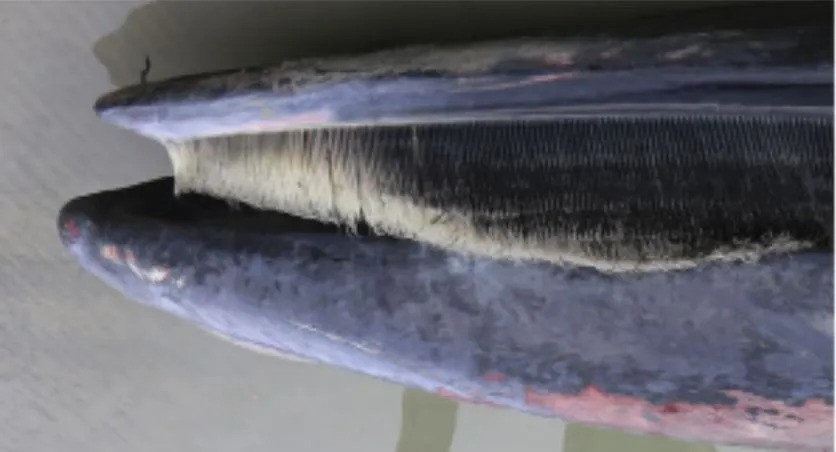 Những sóng âm thanh này có thể làm gián đoạn giao tiếp, điều hướng và hành vi kiếm ăn của động vật giáp xác và thậm chí làm điếc vĩnh viễn một số cá thể.