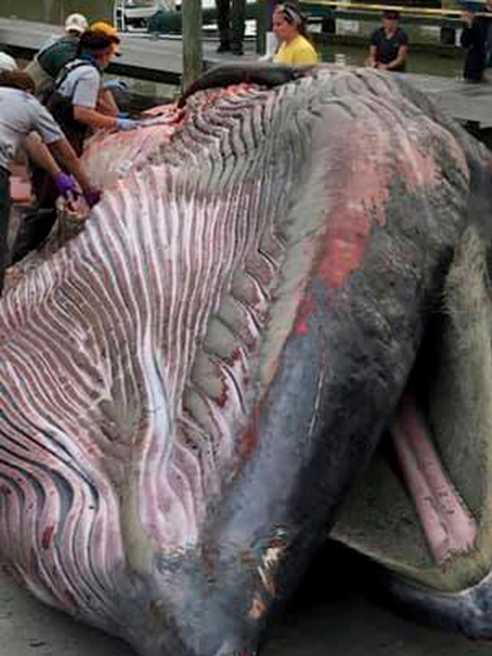 Từ năm 2021 đến nay, Cơ quan Quản lý khí quyển và đại dương quốc gia Mỹ (NOAA) thống kê có khoảng 50 con cá voi Rice ngoài tự nhiên, chủ yếu sống ngoài khơi vịnh Mexico. Chúng vốn có tuổi thọ lên tới 60 năm nhưng gần đây suy giảm gần 1/4.