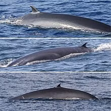 Ngoài việc chấm dứt hoạt động thăm dò dầu khí trong khu vực, các nhà nghiên cứu đã kêu gọi giới hạn tốc độ và chuyển hướng tuyến đường cho các công ty vận tải biển, đồng thời di dời các trang trại nuôi cá, trang trại gió ngoài khơi ra bên ngoài môi trường sống của cá voi. Các nhà khoa học nói rằng nếu những hành động này được thực hiện nhanh chóng thì loài này sẽ có cơ hội sống sót.