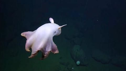 7. Bạch tuộc voi Dumbo. Do sở hữu hai chiếc vây giống như tai voi nên loài sinh vật biển bí ẩn này đã được đặt tên theo nhân vật hoạt hình chú voi Dumbo của hãng Disney.
