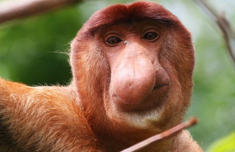 Con đực dùng chiếc mũi lớn, có hình dáng như dương vật người để tán tỉnh con cái. Ngoài ra, nó còn được sử dụng để khuếch đại tiếng kêu. Tuy nhiên, hiện nay khỉ vòi voi đang đứng trước nguy cơ tuyệt chủng do sự săn bắt và phá rừng phát quang của con người.