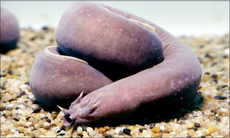 Được biết, có khoảng 60 loài cá mút đá khác nhau với muôn màu sắc từ hồng, nâu cho tới ghi. Điểm thú vị và bất ngờ nhất là cá mút đá có thể sản sinh ra loại chất nhờn giết chết những loài động vật ăn thịt như cá mập.