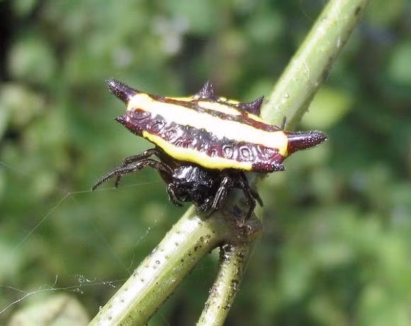 8. Nhện thợ dệt quả cầu gai. Nhện thợ dệt quả cầu gai có hình dáng khác biệt so với loài nhện thông thường nhờ chiếc mai tua tủa gai nhọn trên lưng. Chúng chỉ là một trong số động vật chi Gasteracantha.