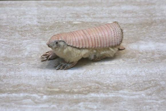 Đây là loài động vật nhỏ nhất trong bộ thú có mai, mang tên khoa học là Chlamyphorus truncates. Tatu nàng tiên hồng dài trung bình khoảng 10cm. Chúng phân bố chủ yếu ở Argetina và thường đào hang dưới lớp cát để trú ngụ. Chỉ ban đêm loài động vật này mới lên mặt đất để kiếm ăn.