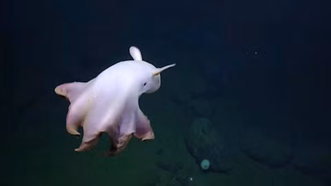 7. Bạch tuộc voi Dumbo. Do sở hữu hai chiếc vây giống như tai voi nên loài sinh vật biển bí ẩn này đã được đặt tên theo nhân vật hoạt hình chú voi Dumbo của hãng Disney.