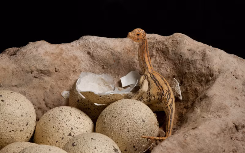 Ngoài ra, mẫu vật được thu thập ở Ấn Độ. Kích thước, hình dáng và đặc điểm bề mặt của nó tương tự mẫu vật trứng titanosaur từ Trung Quốc và Argentina.