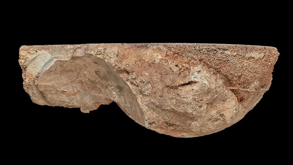 Rộng khoảng 15 cm, mẫu vật gần như tròn trịa nằm trong bộ sưu tập suốt 175 năm cho tới khi phát hiện tình cờ hé lộ đó là một quả trứng khủng long.