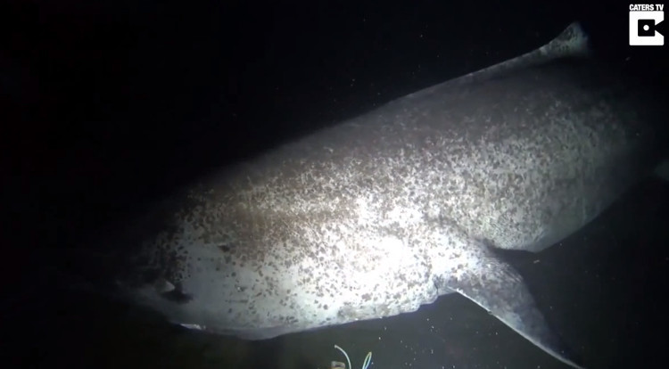 Cá mập Greenland (Somniosus microcephalus) phân bố tại Bắc Băng Dương và Bắc Đại Tây Dương, ở độ sâu lên tới 2.647m. Một nghiên cứu vào năm 2016 trên tờ Science ước tính loài cá mập này có thể sống ít nhất 272 năm, nhưng giới khoa học vẫn còn nhiều điều cần tìm hiểu về chúng.