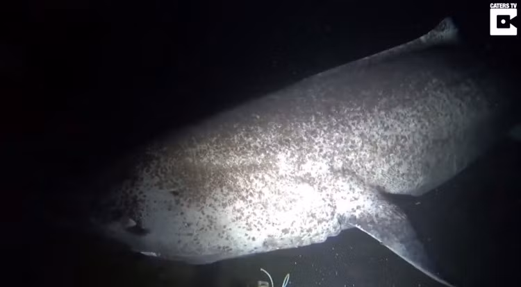 Cá mập Greenland (Somniosus microcephalus) phân bố tại Bắc Băng Dương và Bắc Đại Tây Dương, ở độ sâu lên tới 2.647m. Một nghiên cứu vào năm 2016 trên tờ Science ước tính loài cá mập này có thể sống ít nhất 272 năm, nhưng giới khoa học vẫn còn nhiều điều cần tìm hiểu về chúng.