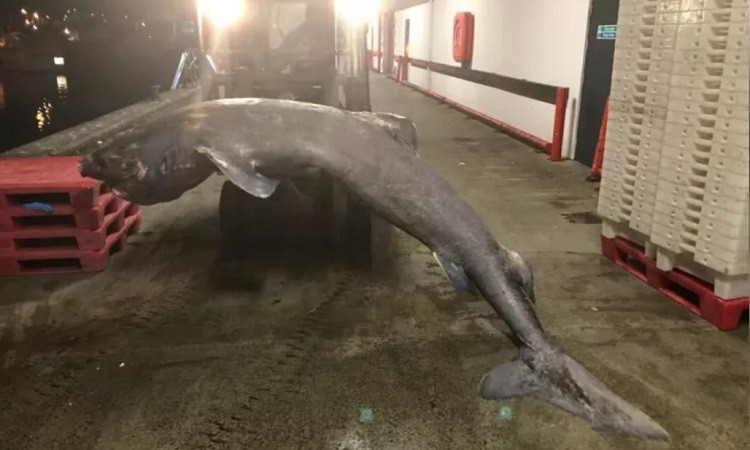 Barnett nhận thấy con cá mập có dấu hiệu nhiễm khuẩn huyết nhưng không rõ tại sao nó không ăn gì và mắc cạn ở vùng nước nông ngoài khơi Cornwall.